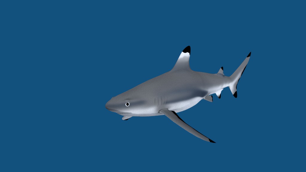 Black Tip Shark preview image 1